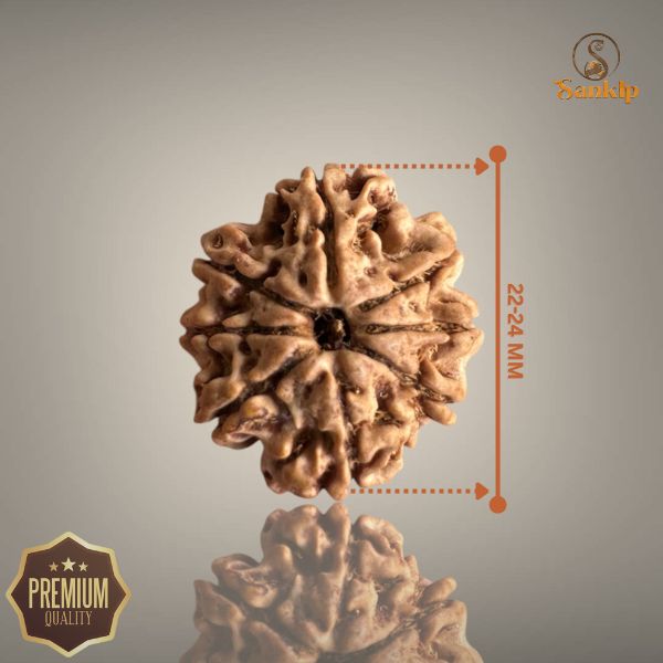 8 MUKHI RUDRAKSHA (MEDIUM)- NEPALI BEAD