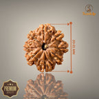 8 MUKHI RUDRAKSHA (SMALL)- NEPALI BEAD