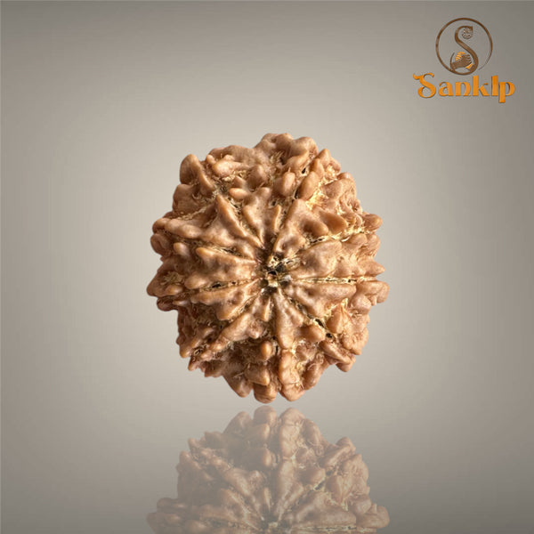 9 MUKHI RUDRAKSHA (BIG)- NEPALI BEAD