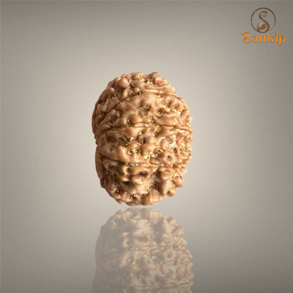 9 MUKHI RUDRAKSHA (BIG)- NEPALI BEAD