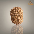 9 Mukhi Nepali Rudraksha with authentic natural bead, premium sacred Rudraksha associated with courage, strength, protection, and spiritual growth.