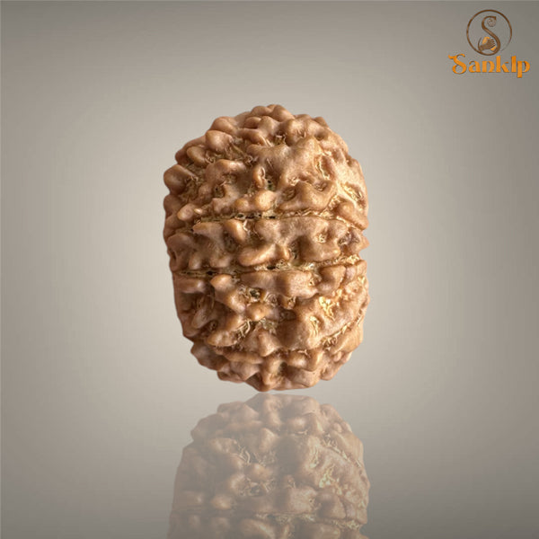 9 MUKHI RUDRAKSHA (BIG)- NEPALI BEAD