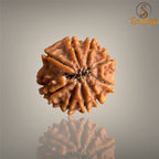 9 MUKHI RUDRAKSHA (SMALL)- NEPALI BEAD