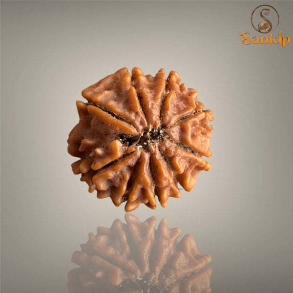 9 MUKHI RUDRAKSHA (SMALL)- NEPALI BEAD