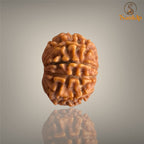 9 MUKHI RUDRAKSHA (SMALL)- NEPALI BEAD