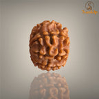 9 MUKHI RUDRAKSHA (SMALL)- NEPALI BEAD