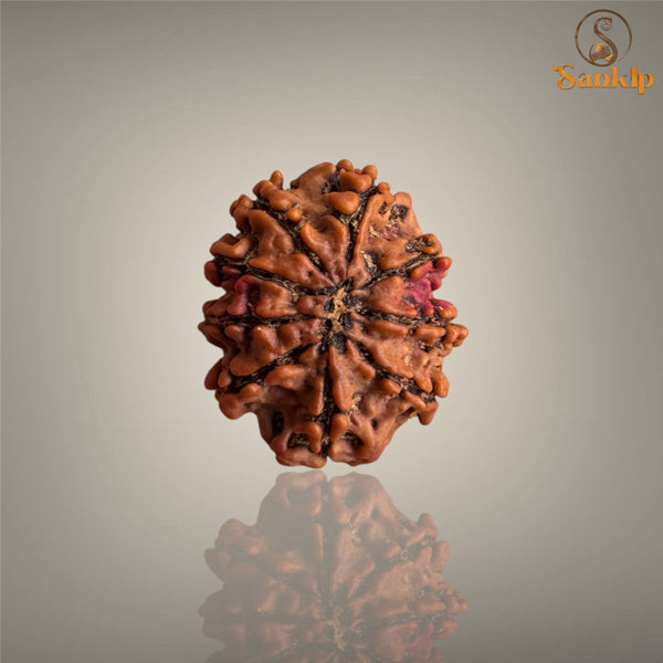 9 MUKHI RUDRAKSHA (MEDIUM)- NEPALI BEAD