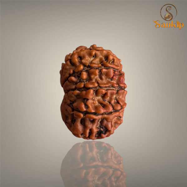 9 MUKHI RUDRAKSHA (MEDIUM)- NEPALI BEAD