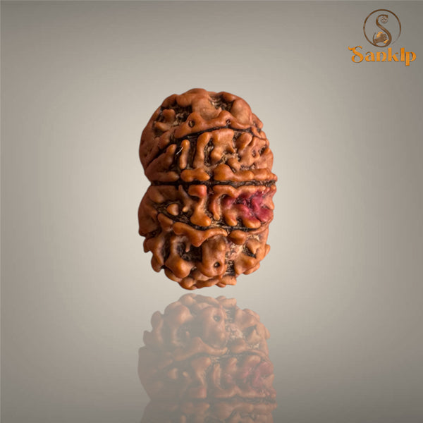 9 MUKHI RUDRAKSHA (MEDIUM)- NEPALI BEAD