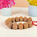 "Premium original 10 Mukhi Nepali Rudraksha Bracelet crafted with authentic Rudraksha beads, valued for spiritual significance and traditional elegance."
