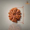 10 MUKHI RUDRAKSHA - PREMIUM