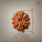 10 MUKHI RUDRAKSHA - PREMIUM