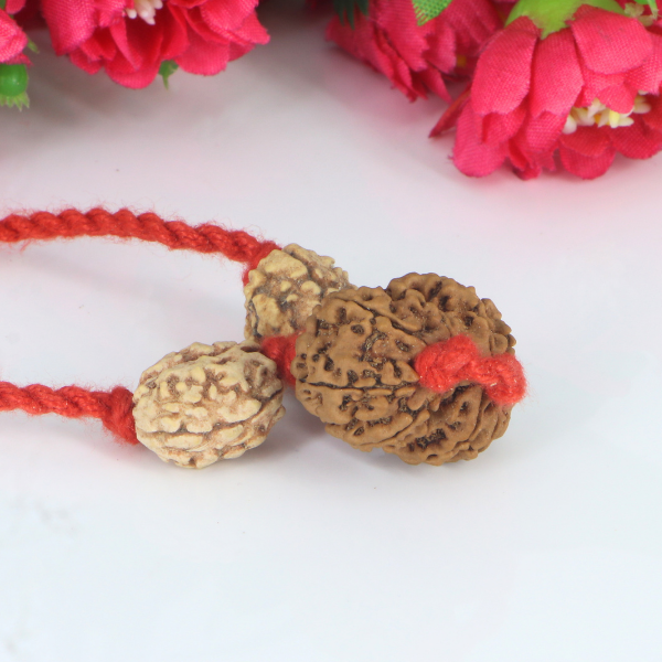 "Premium Rudraksha Kavach for relationships with two 2 Mukhi Rudraksha beads and one original Gaurishankar Rudraksha, crafted with spiritual and traditional significance."