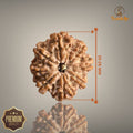9 Mukhi Nepali Rudraksha with authentic natural bead, premium sacred Rudraksha associated with courage, strength, protection, and spiritual growth.
