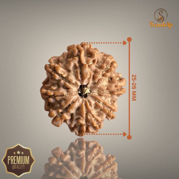 9 MUKHI RUDRAKSHA (BIG)- NEPALI BEAD