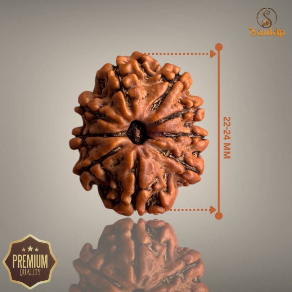 9 MUKHI RUDRAKSHA (MEDIUM)- NEPALI BEAD
