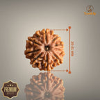 9 MUKHI RUDRAKSHA (SMALL)- NEPALI BEAD