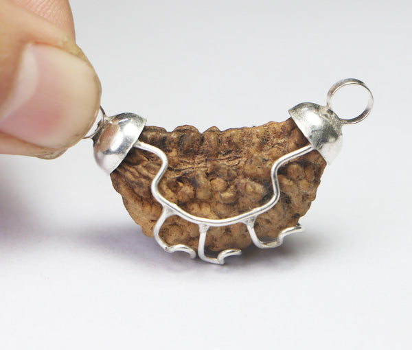 1 MUKHI RUDRAKSHA (SMALL) - INDIAN BEAD