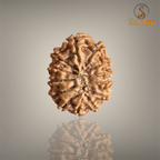 13 MUKHI RUDRAKSHA (SMALL)- NEPALI BEAD