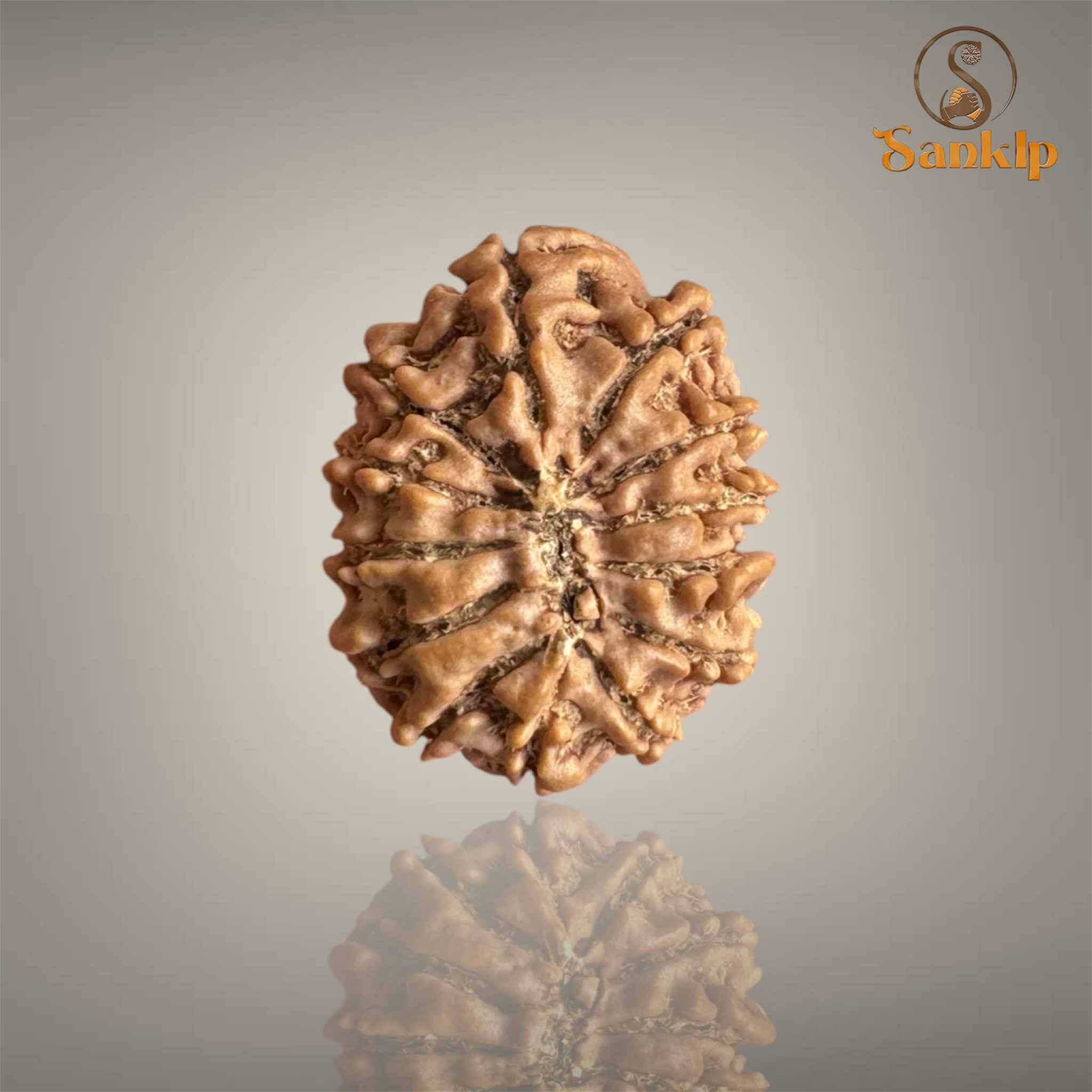 13 MUKHI RUDRAKSHA (SMALL)- NEPALI BEAD