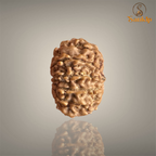 13 MUKHI RUDRAKSHA (SMALL)- NEPALI BEAD