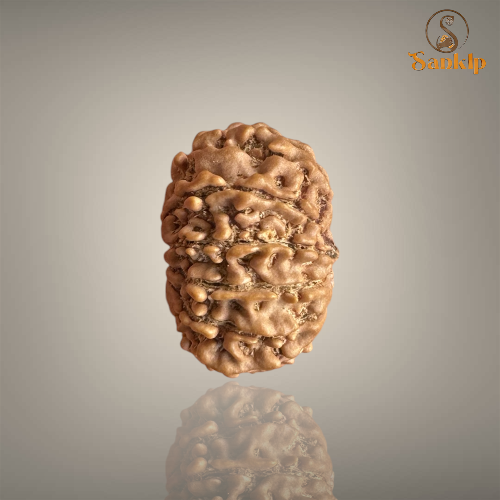 13 MUKHI RUDRAKSHA (SMALL)- NEPALI BEAD