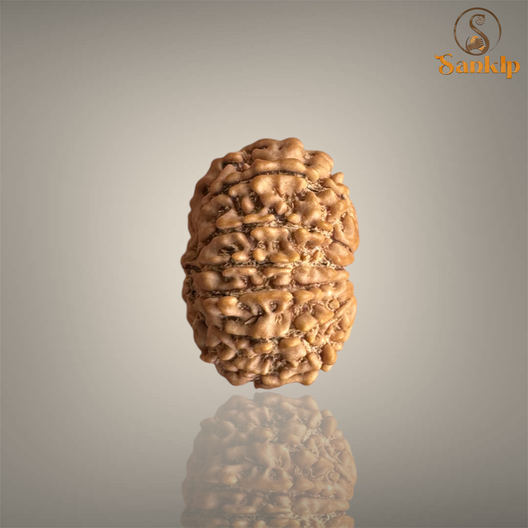 13 MUKHI RUDRAKSHA (SMALL)- NEPALI BEAD