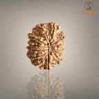 13 MUKHI RUDRAKSHA (MEDIUM)- NEPALI BEAD