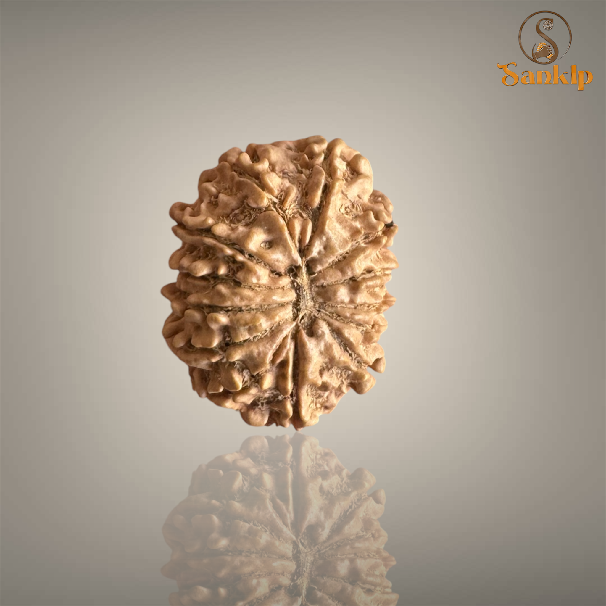 13 MUKHI RUDRAKSHA (MEDIUM)- NEPALI BEAD