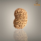 13 MUKHI RUDRAKSHA (MEDIUM)- NEPALI BEAD