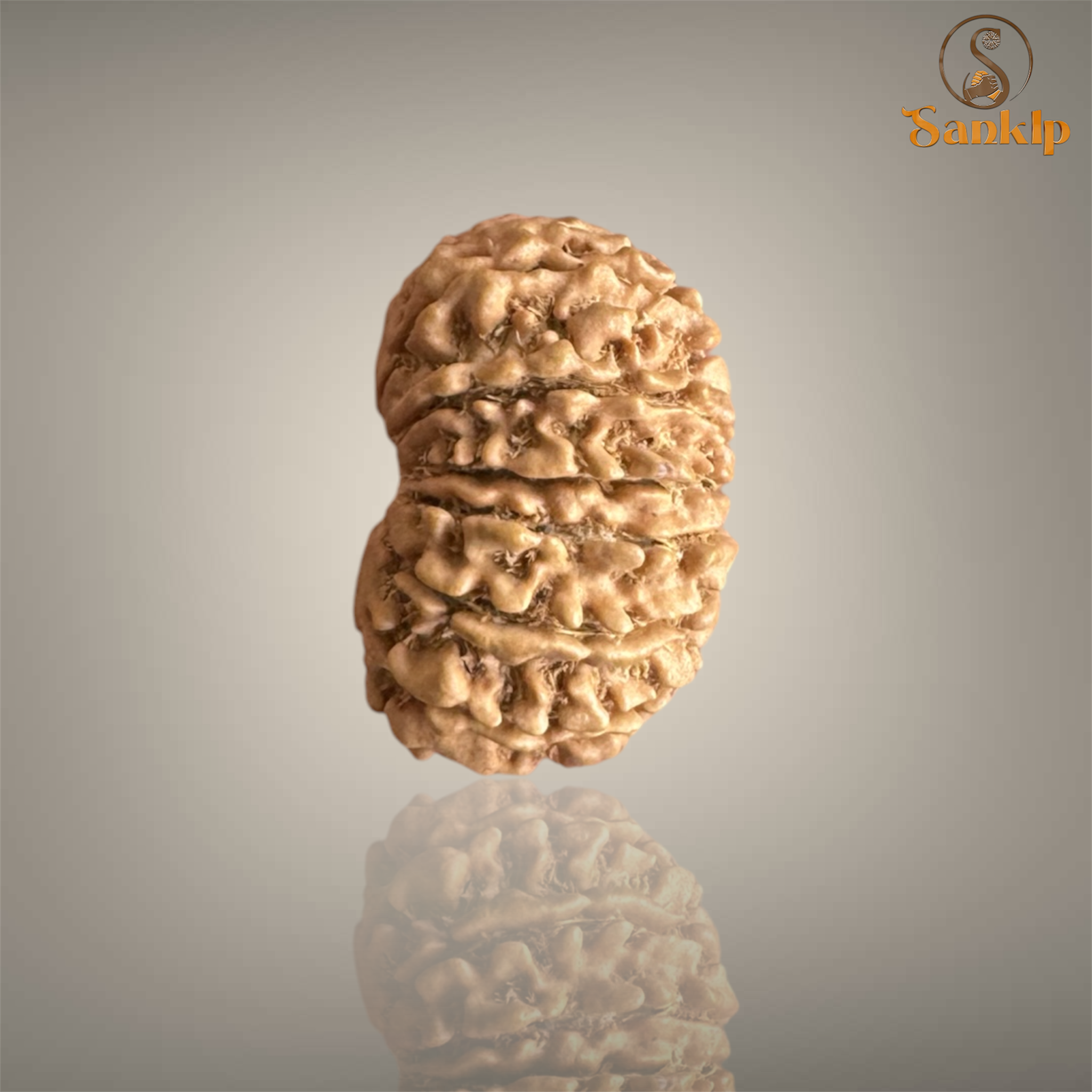 13 MUKHI RUDRAKSHA (MEDIUM)- NEPALI BEAD