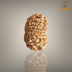 13 MUKHI RUDRAKSHA (MEDIUM)- NEPALI BEAD