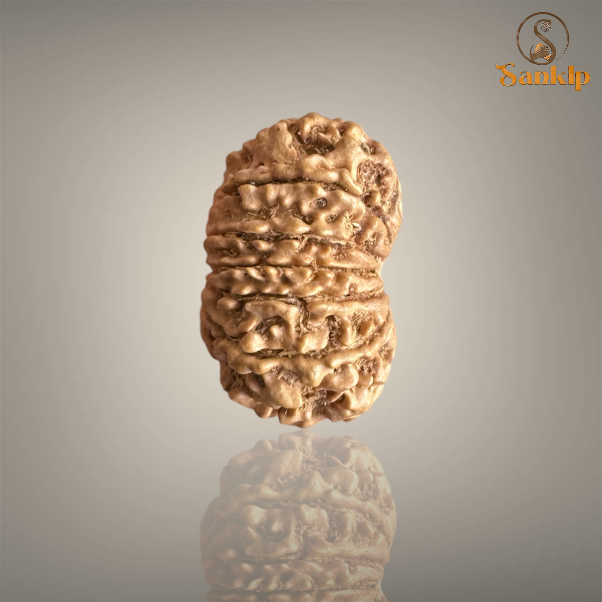 13 MUKHI RUDRAKSHA (MEDIUM)- NEPALI BEAD