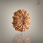 13 MUKHI RUDRAKSHA (BIG)- NEPALI BEAD