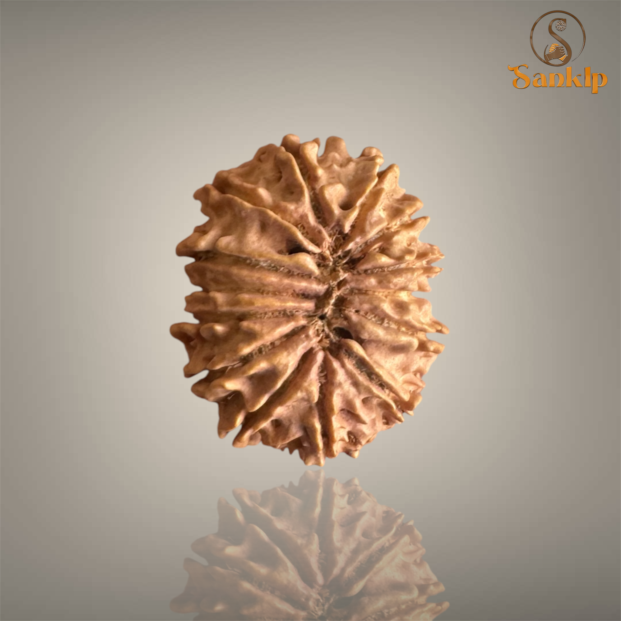 13 MUKHI RUDRAKSHA (BIG)- NEPALI BEAD