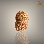 13 MUKHI RUDRAKSHA (BIG)- NEPALI BEAD