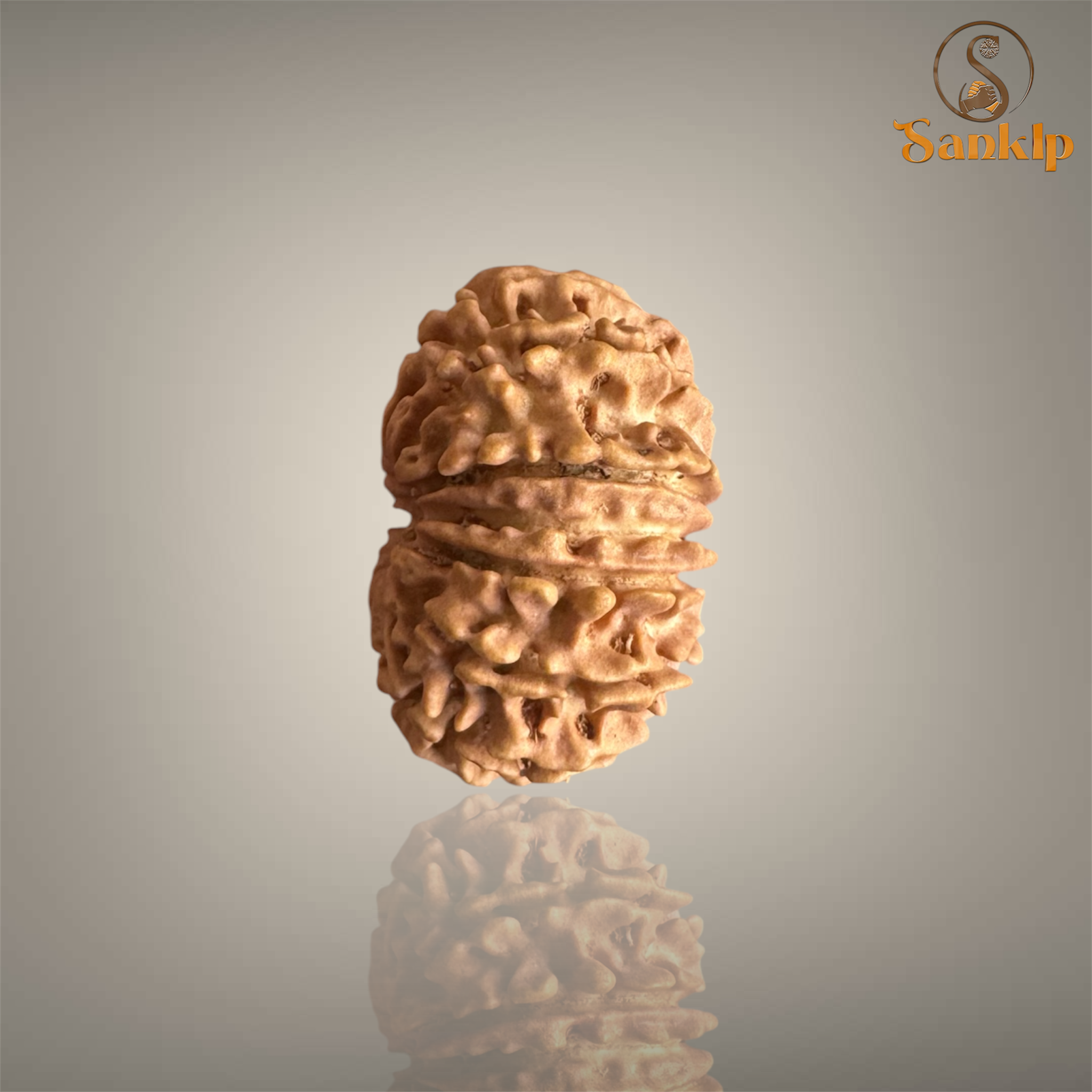 13 MUKHI RUDRAKSHA (BIG)- NEPALI BEAD