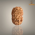 13 MUKHI RUDRAKSHA (BIG)- NEPALI BEAD