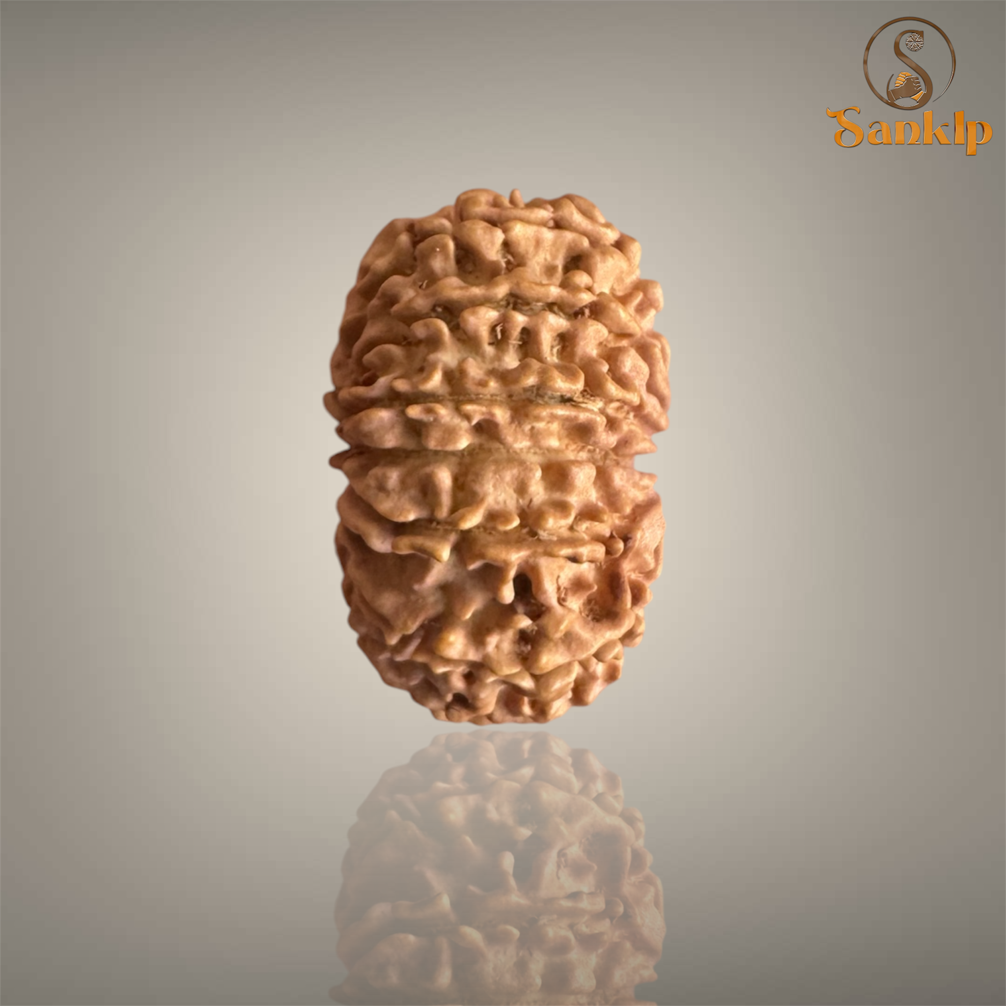 13 MUKHI RUDRAKSHA (BIG)- NEPALI BEAD