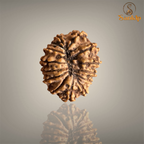 14 Mukhi Nepali Rudraksha with authentic natural beads, premium sacred Rudraksha associated with intuition, courage, spiritual growth, and inner strength