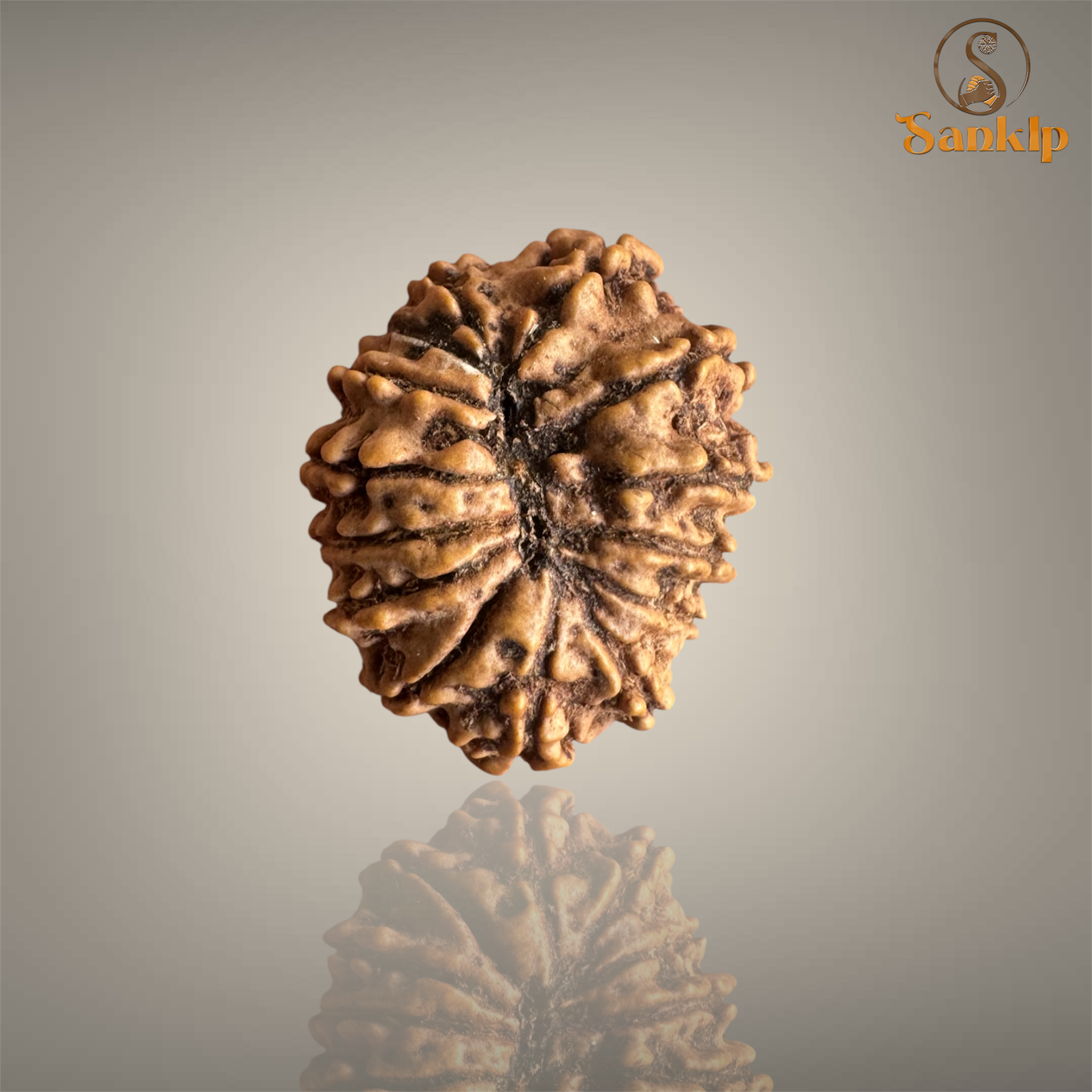 14 MUKHI RUDRAKSHA (SMALL)- NEPALI BEAD