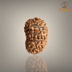 14 Mukhi Nepali Rudraksha with authentic natural beads, premium sacred Rudraksha associated with intuition, courage, spiritual growth, and inner strength