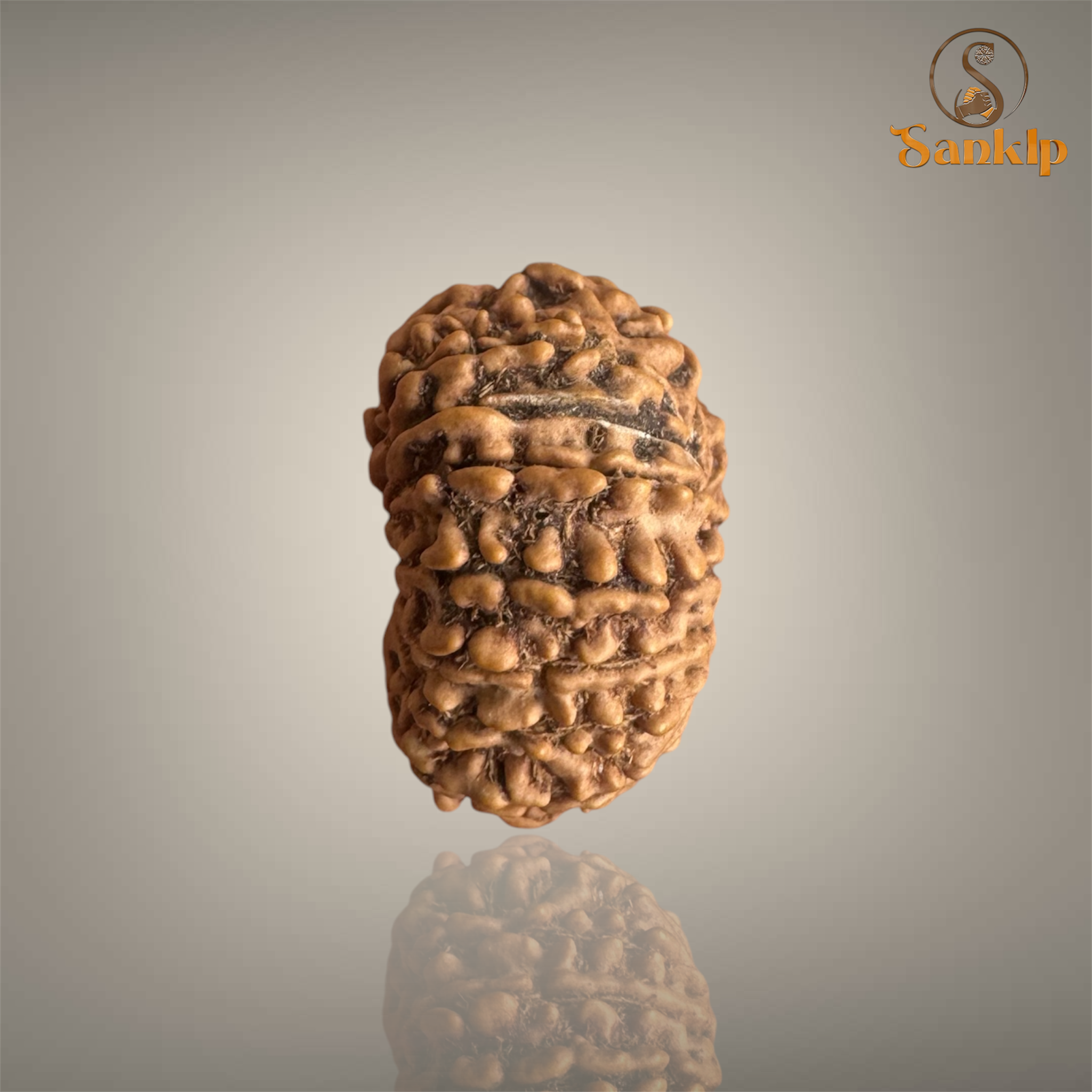 14 MUKHI RUDRAKSHA (SMALL)- NEPALI BEAD
