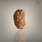 14 Mukhi Nepali Rudraksha with authentic natural beads, premium sacred Rudraksha associated with intuition, courage, spiritual growth, and inner strength