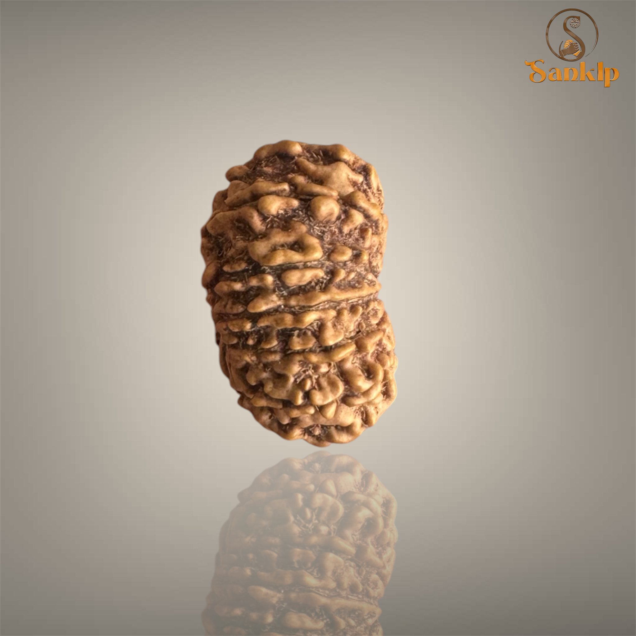 14 MUKHI RUDRAKSHA (SMALL)- NEPALI BEAD