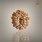 14 MUKHI RUDRAKSHA (MEDIUM)- NEPALI BEAD