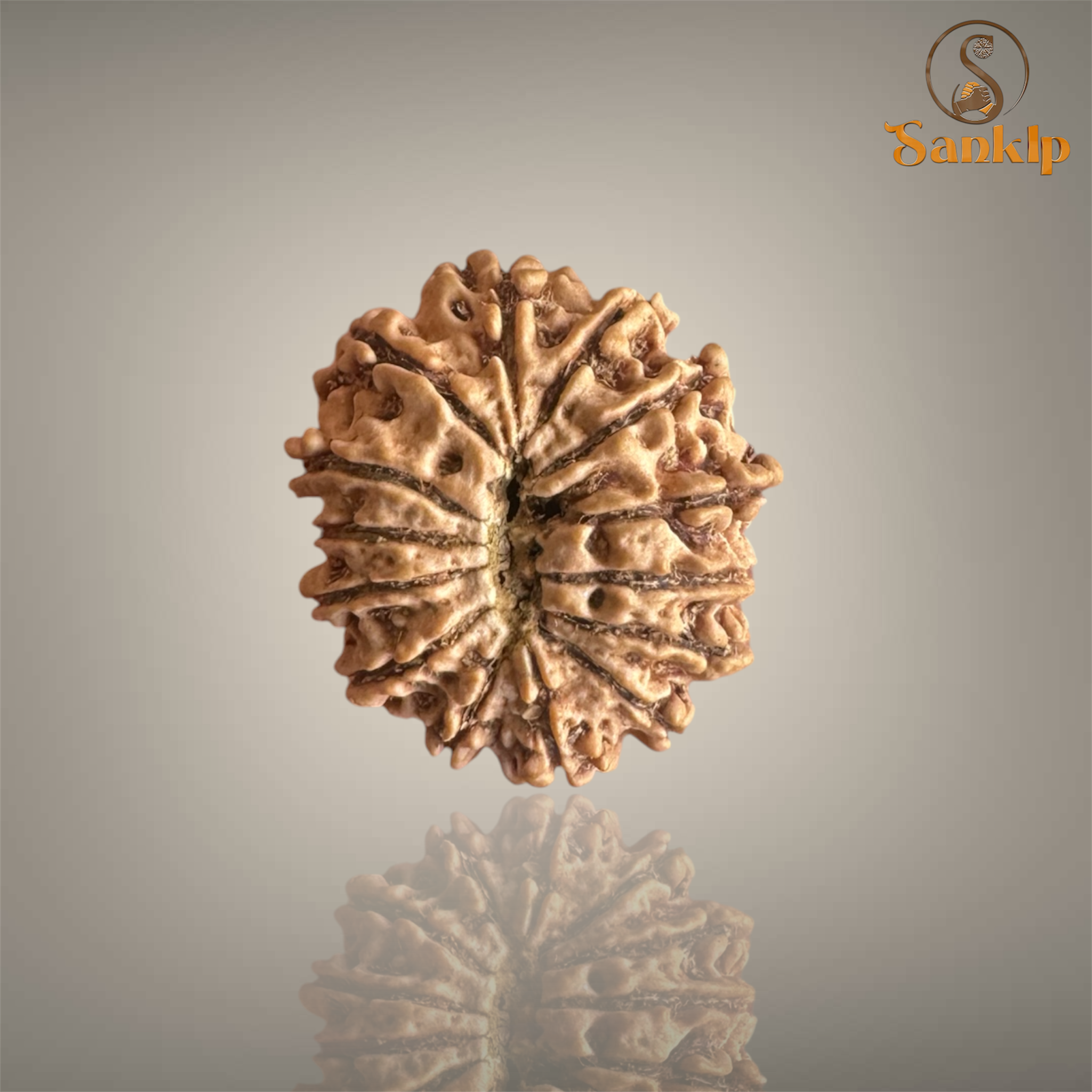 14 MUKHI RUDRAKSHA (MEDIUM)- NEPALI BEAD