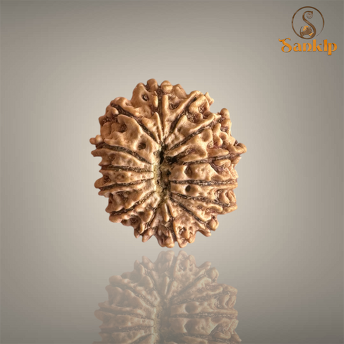 14 Mukhi Nepali Rudraksha with authentic natural beads, premium sacred Rudraksha associated with intuition, courage, spiritual growth, and inner strength