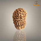 14 MUKHI RUDRAKSHA (MEDIUM)- NEPALI BEAD