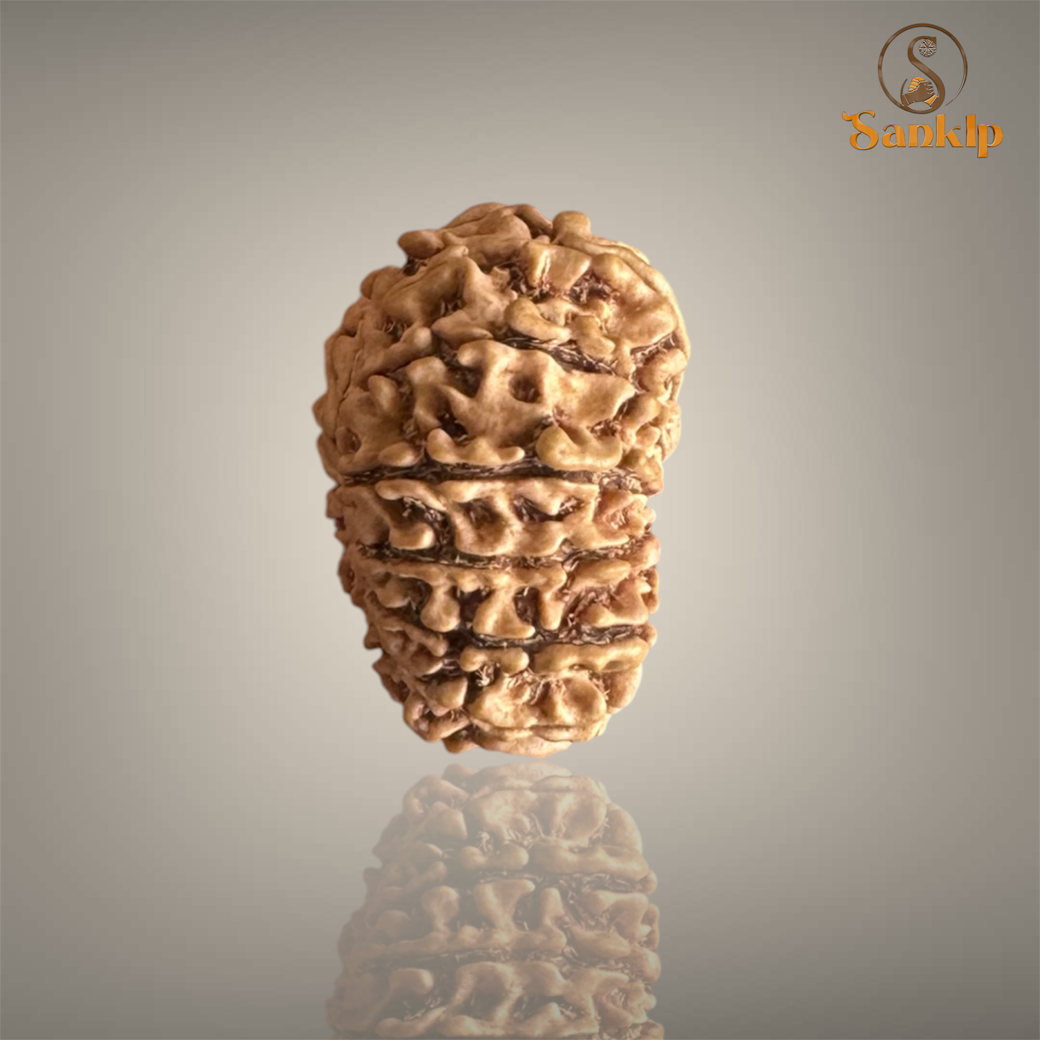 14 MUKHI RUDRAKSHA (MEDIUM)- NEPALI BEAD